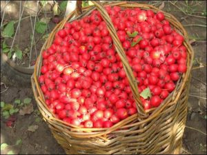 Осторожно: побочные действия боярышника!