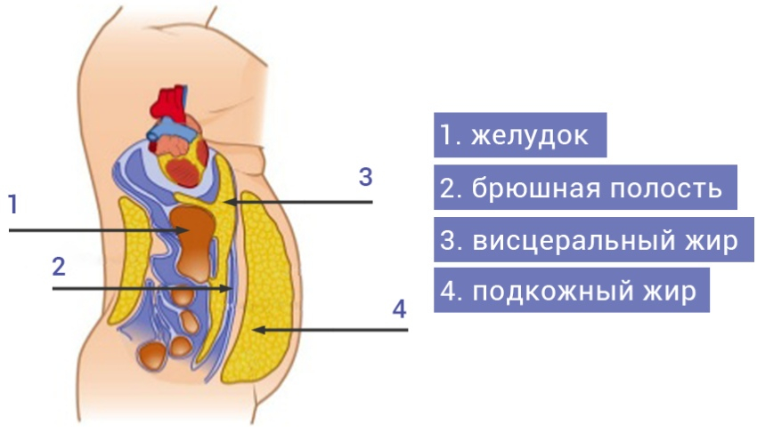 Схема подкожного жира